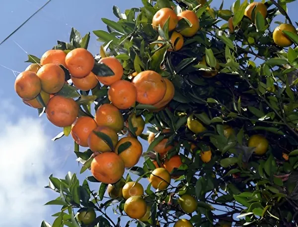 Combo_2Darjeeling_Orange_Live_Plant_+_Seedless_Apple_Ber_Plant_Grafted_Hybrid_Jujube_Live_Jujube'Fruit_Plant'_1.5-3_Feet_Height_Live_Plant_For_Home_Garden