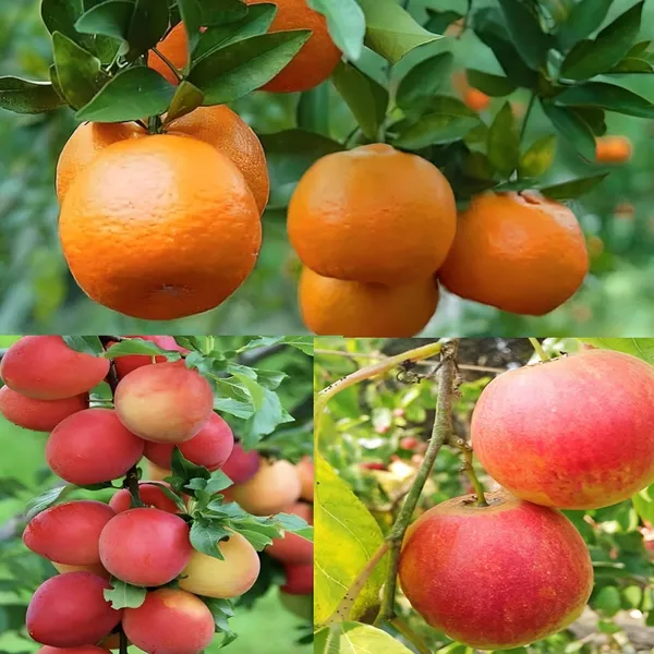 Combo_2Darjeeling_Orange_Live_Plant_+_Seedless_Apple_Ber_Plant_Grafted_Hybrid_Jujube_Live_Jujube'Fruit_Plant'_1.5-3_Feet_Height_Live_Plant_For_Home_Garden