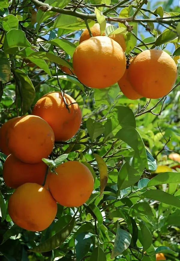 Combo_2Darjeeling_Orange_Live_Plant_+_Seedless_Apple_Ber_Plant_Grafted_Hybrid_Jujube_Live_Jujube'Fruit_Plant'_1.5-3_Feet_Height_Live_Plant_For_Home_Garden