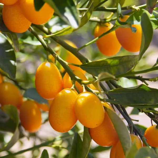 Combo_2Exotic_Plant_Orange_Plant_Grafted_Hybrid_Rare_Tasty_Israeli_Kumquat_OrangeTropical_Fruit_Plant_Plant_Healthy_Plant_1.5-2_Feet_Height