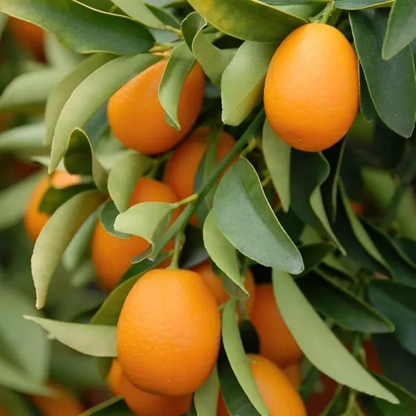 Combo_2Exotic_Plant_Orange_Plant_Grafted_Hybrid_Rare_Tasty_Israeli_Kumquat_OrangeTropical_Fruit_Plant_Plant_Healthy_Plant_1.5-2_Feet_Height
