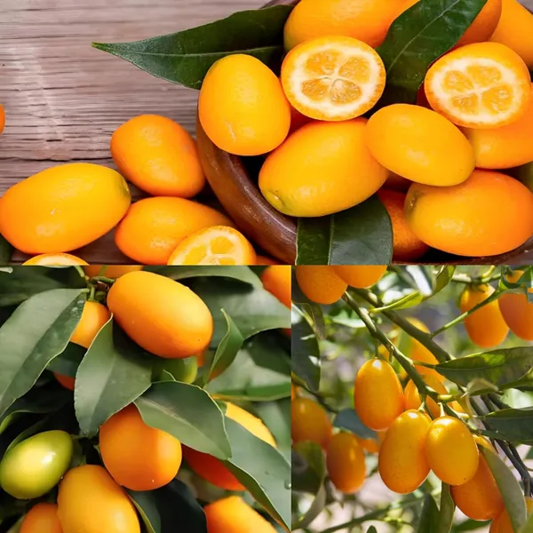 Combo_2Exotic_Plant_Orange_Plant_Grafted_Hybrid_Rare_Tasty_Israeli_Kumquat_OrangeTropical_Fruit_Plant_Plant_Healthy_Plant_1.5-2_Feet_Height