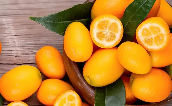 Combo_2Exotic_Plant_Orange_Plant_Grafted_Hybrid_Rare_Tasty_Israeli_Kumquat_OrangeTropical_Fruit_Plant_Plant_Healthy_Plant_1.5-2_Feet_Height