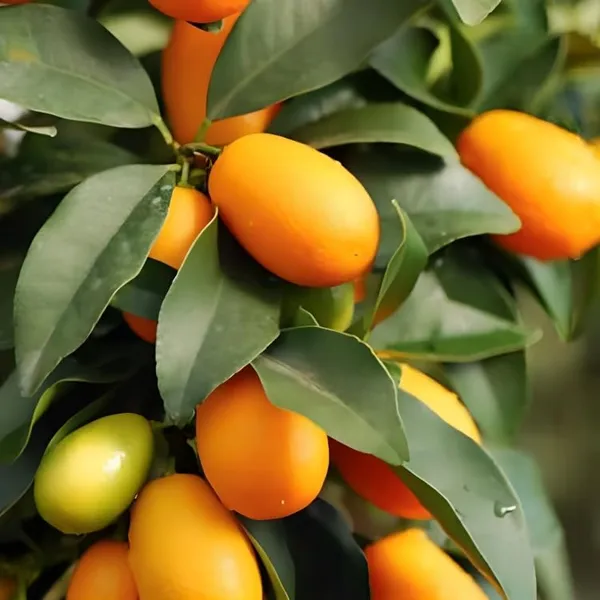 Combo_2Exotic_Plant_Orange_Plant_Grafted_Hybrid_Rare_Tasty_Israeli_Kumquat_OrangeTropical_Fruit_Plant_Plant_Healthy_Plant_1.5-2_Feet_Height