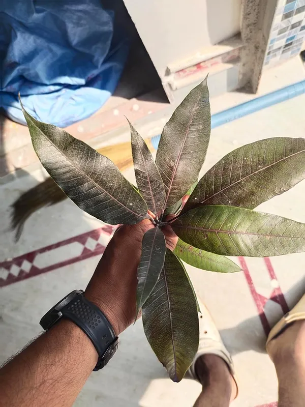 Premium_Rere_Kasturi_Black_Mango_Grafted_Live_Plant_(Height_1.5-2_Feet)_Hybrid_(Fruit_After_1.5-2_Years)_Exotic_Flavor_&_Abundant_Harvest,_Fast_Growth_-_Ideal_For_Home_Gardens_Black_Mango_Tree