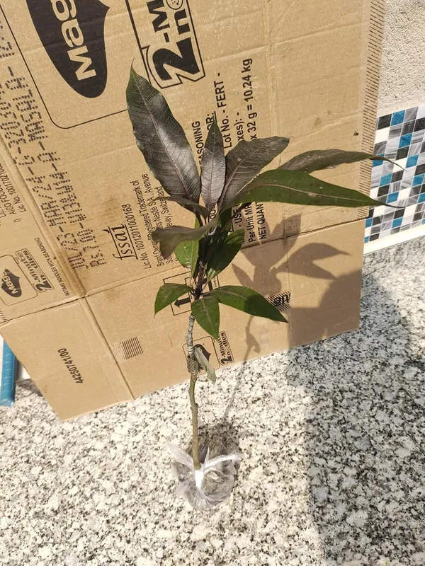 Premium_Rere_Kasturi_Black_Mango_Grafted_Live_Plant_(Height_1.5-2_Feet)_Hybrid_(Fruit_After_1.5-2_Years)_Exotic_Flavor_&_Abundant_Harvest,_Fast_Growth_-_Ideal_For_Home_Gardens_Black_Mango_Tree