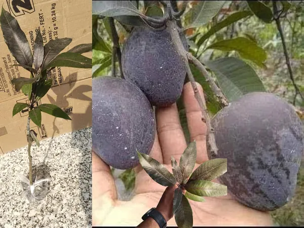 Premium_Rere_Kasturi_Black_Mango_Grafted_Live_Plant_(Height_1.5-2_Feet)_Hybrid_(Fruit_After_1.5-2_Years)_Exotic_Flavor_&_Abundant_Harvest,_Fast_Growth_-_Ideal_For_Home_Gardens_Black_Mango_Tree