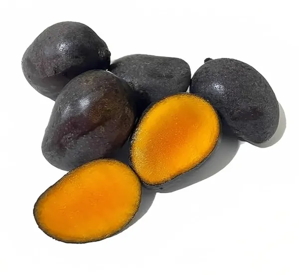 Premium_Rere_Kasturi_Black_Mango_Grafted_Live_Plant_(Height_1.5-2_Feet)_Hybrid_(Fruit_After_1.5-2_Years)_Exotic_Flavor_&_Abundant_Harvest,_Fast_Growth_-_Ideal_For_Home_Gardens_Black_Mango_Tree