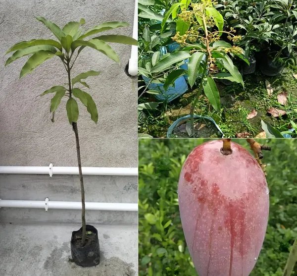 All_Time_Katimon_Mango_Plant_Original_(Height_1.5-2_Feet)_Fruit_After_1_Year_Grafted_Mango_Plant_Hybrid_All_Seasons_Thailand_Baramasi_Mango_Tree_Fruit_Plant_For_Home_Garden