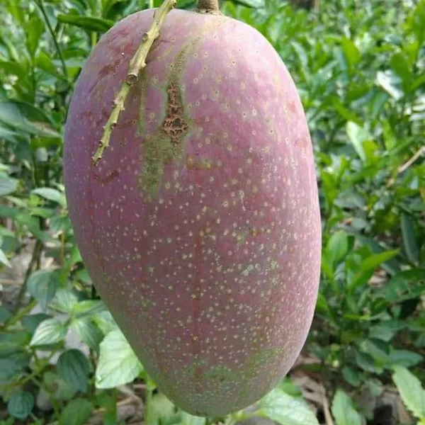 All_Time_Katimon_Mango_Plant_Original_(Height_1.5-2_Feet)_Fruit_After_1_Year_Grafted_Mango_Plant_Hybrid_All_Seasons_Thailand_Baramasi_Mango_Tree_Fruit_Plant_For_Home_Garden