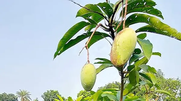 All_Time_Katimon_Mango_Plant_Original_(Height_1.5-2_Feet)_Fruit_After_1_Year_Grafted_Mango_Plant_Hybrid_All_Seasons_Thailand_Baramasi_Mango_Tree_Fruit_Plant_For_Home_Garden