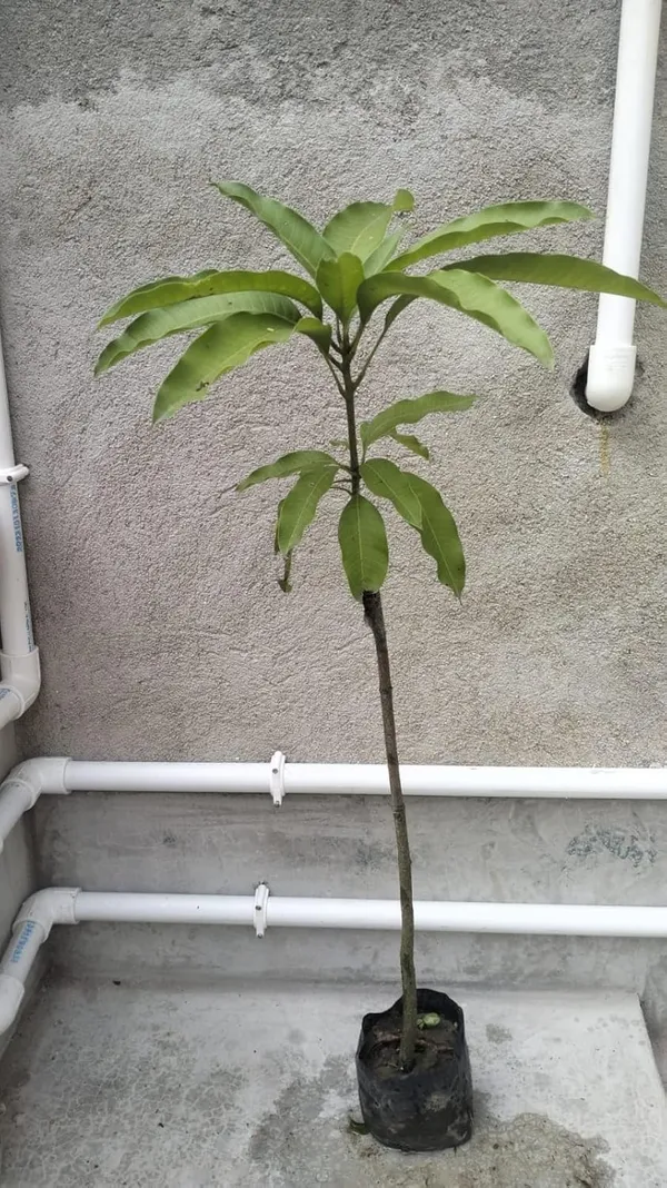 All_Time_Katimon_Mango_Plant_Original_(Height_1.5-2_Feet)_Fruit_After_1_Year_Grafted_Mango_Plant_Hybrid_All_Seasons_Thailand_Baramasi_Mango_Tree_Fruit_Plant_For_Home_Garden