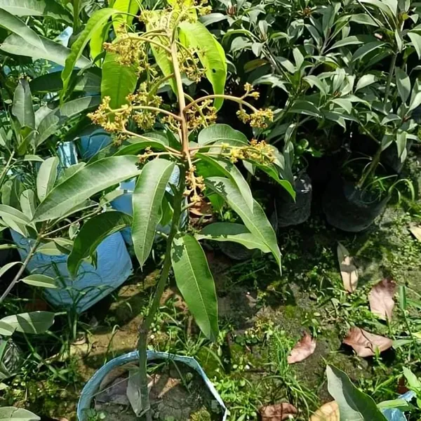 All_Time_Katimon_Mango_Plant_Original_(Height_1.5-2_Feet)_Fruit_After_1_Year_Grafted_Mango_Plant_Hybrid_All_Seasons_Thailand_Baramasi_Mango_Tree_Fruit_Plant_For_Home_Garden