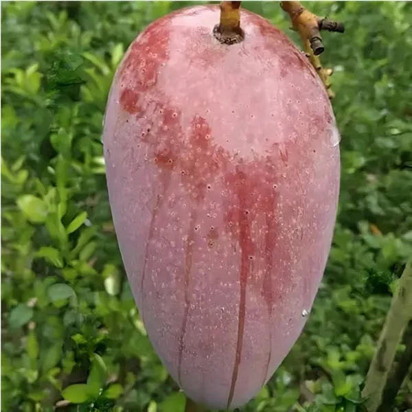 All_Time_Katimon_Mango_Plant_Original_(Height_1.5-2_Feet)_Fruit_After_1_Year_Grafted_Mango_Plant_Hybrid_All_Seasons_Thailand_Baramasi_Mango_Tree_Fruit_Plant_For_Home_Garden