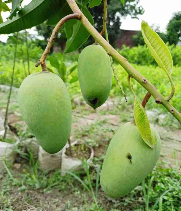All_Time_Katimon_Mango_Plant_Original_(Height_1.5-2_Feet)_Fruit_After_1_Year_Grafted_Mango_Plant_Hybrid_All_Seasons_Thailand_Baramasi_Mango_Tree_Fruit_Plant_For_Home_Garden