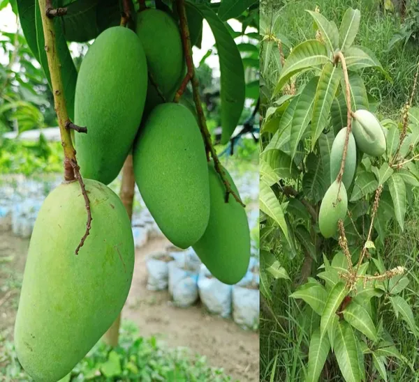 All_Time_Katimon_Mango_Plant_Original_(Height_1.5-2_Feet)_Fruit_After_1_Year_Grafted_Mango_Plant_Hybrid_All_Seasons_Thailand_Baramasi_Mango_Tree_Fruit_Plant_For_Home_Garden