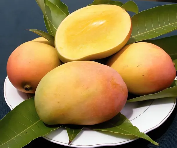 Sindhu_Mango_Tree(Combo_Pack_Of_2-_Plant_Plant_Height_2-3-_Seedless_Mango_Plant_For_Home_Garden)_Mango_Plant_Grafted_Fruit_After_1-2_Year_Hybrid_Mango_Tree_Live_Fruit_Plant_For_Home_Garden