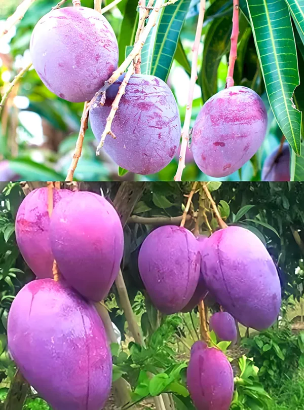 Worlds_Costliest_Purple_Japanese_Miyazaki_Mango_Plant_Hybrid_(Height_-_1.5-2_Feet)_Miyazaki_Mango_Plant_Original_Rare_Mango_Tree_Grafted_Fruit_Plant_Type-Taiyo_No_Tamago_Eggs_Of_Sun.