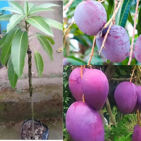 Worlds_Costliest_Purple_Japanese_Miyazaki_Mango_Plant_Hybrid_(Height_-_1.5-2_Feet)_Miyazaki_Mango_Plant_Original_Rare_Mango_Tree_Grafted_Fruit_Plant_Type-Taiyo_No_Tamago_Eggs_Of_Sun.