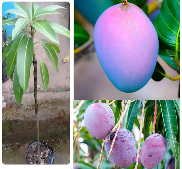 Worlds_Costliest_Purple_Original_Miyazaki_Mango_Plant_(Combo_Pack_Of_2-Plant_Height_-_1.5-2_Feet)_Miyazaki_Mango_Plant_Original_Rare_Grafted_Live_Fruit_Plant_Type-Taiyo_No_Tamago_Eggs_Of_Sun.