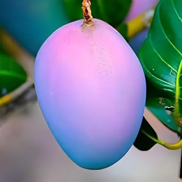 Worlds_Costliest_Purple_Original_Miyazaki_Mango_Plant_(Combo_Pack_Of_2-Plant_Height_-_1.5-2_Feet)_Miyazaki_Mango_Plant_Original_Rare_Grafted_Live_Fruit_Plant_Type-Taiyo_No_Tamago_Eggs_Of_Sun.