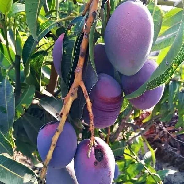 Worlds_Costliest_Purple_Original_Miyazaki_Mango_Plant_(Combo_Pack_Of_2-Plant_Height_-_1.5-2_Feet)_Miyazaki_Mango_Plant_Original_Rare_Grafted_Live_Fruit_Plant_Type-Taiyo_No_Tamago_Eggs_Of_Sun.