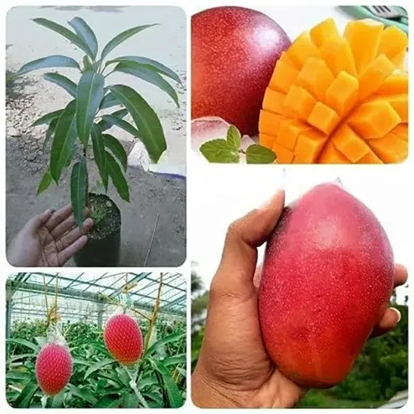 World?S_Costliest_Japanese_Miyazaki_Mango_Plant_Original_(Height_1.5-2_Feet_Pack_Of_2)_Mango_Plant_Hybrid_Type_Taiyo_No_Tamago_Eggs_Of_Sun_Exotic_Mango_Tree_Grafted_For_Your_Garden