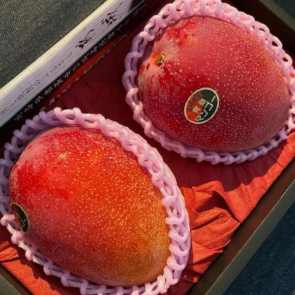 World?S_Costliest_Japanese_Miyazaki_Mango_Plant_Original_(Height_1.5-2_Feet_Pack_Of_2)_Mango_Plant_Hybrid_Type_Taiyo_No_Tamago_Eggs_Of_Sun_Exotic_Mango_Tree_Grafted_For_Your_Garden