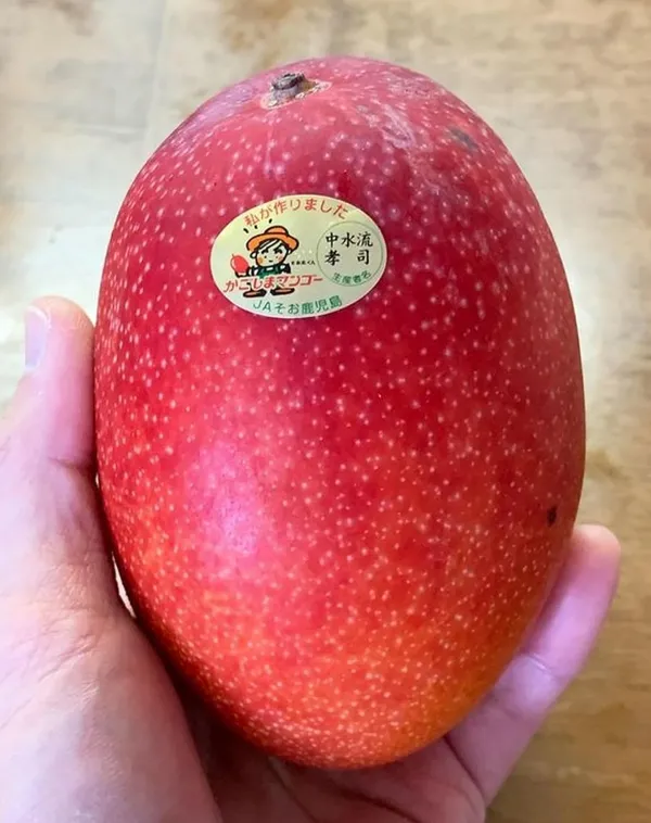 World?S_Costliest_Japanese_Miyazaki_Mango_Plant_Original_(Height_1.5-2_Feet_Pack_Of_2)_Mango_Plant_Hybrid_Type_Taiyo_No_Tamago_Eggs_Of_Sun_Exotic_Mango_Tree_Grafted_For_Your_Garden