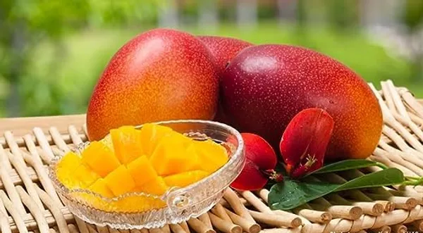 World?S_Costliest_Japanese_Miyazaki_Mango_Plant_Original_(Height_1.5-2_Feet_Pack_Of_2)_Mango_Plant_Hybrid_Type_Taiyo_No_Tamago_Eggs_Of_Sun_Exotic_Mango_Tree_Grafted_For_Your_Garden
