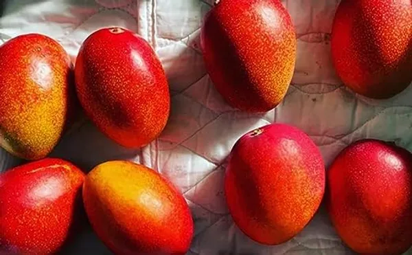 World?S_Costliest_Japanese_Miyazaki_Mango_Plant_Original_(Height_1.5-2_Feet_Pack_Of_2)_Mango_Plant_Hybrid_Type_Taiyo_No_Tamago_Eggs_Of_Sun_Exotic_Mango_Tree_Grafted_For_Your_Garden