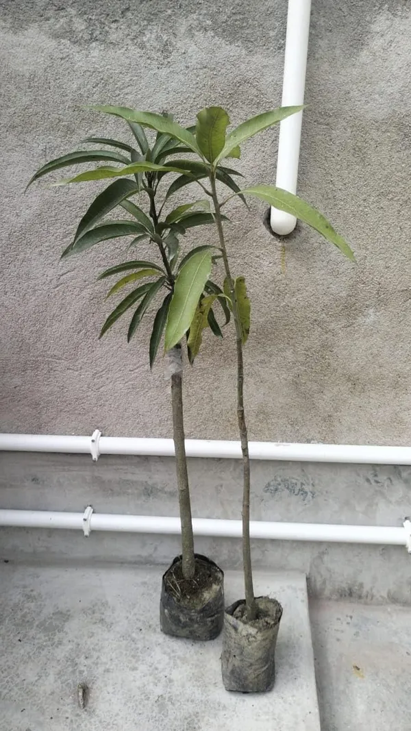 World?S_Costliest_Japanese_Miyazaki_Mango_Plant_Original_(Height_1.5-2_Feet_Pack_Of_2)_Mango_Plant_Hybrid_Type_Taiyo_No_Tamago_Eggs_Of_Sun_Exotic_Mango_Tree_Grafted_For_Your_Garden