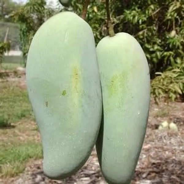 Grafted_Thailand_Mango_Tree_Plant_Nam-Dok-Mai_Si_Mueng_Fruit_After_2-3_Years_Height_1.5-2_Feet_Thai_Purple_Mango_Juicy_Fruit