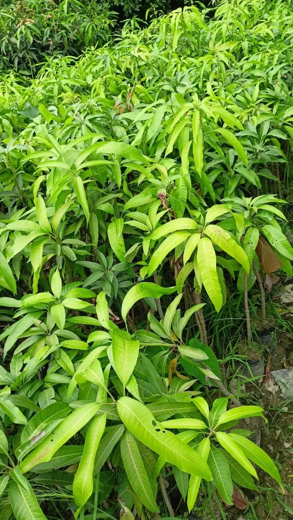 Grafted_Thailand_Mango_Tree_Plant_Nam-Dok-Mai_Si_Mueng_Fruit_After_2-3_Years_Height_1.5-2_Feet_Thai_Purple_Mango_Juicy_Fruit