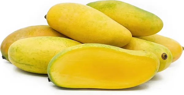 Grafted_Thailand_Mango_Tree_Plant_Nam-Dok-Mai_Si_Mueng_Fruit_After_2-3_Years_Height_1.5-2_Feet_Thai_Purple_Mango_Juicy_Fruit
