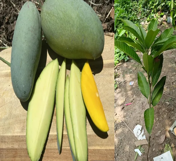 Grafted_Thailand_Mango_Tree_Plant_Nam-Dok-Mai_Si_Mueng_Fruit_After_2-3_Years_Height_1.5-2_Feet_Thai_Purple_Mango_Juicy_Fruit