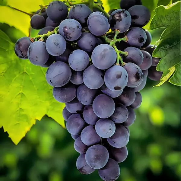 Concord_Grapes_Plant_Hybrid_Grafted_+_Vietnam_Malta_Mosambi1.5-3_Ft_Height_Healthy_Super_Yielding_Early_Fruting_Grapes_Fruit_Plant'_For_Home_Garden_Combo_2