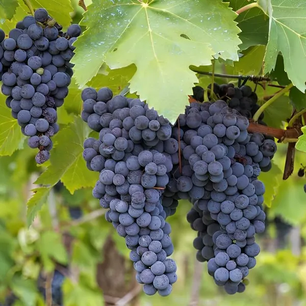 Concord_Grapes_Plant_Hybrid_Grafted_+_Vietnam_Malta_Mosambi1.5-3_Ft_Height_Healthy_Super_Yielding_Early_Fruting_Grapes_Fruit_Plant'_For_Home_Garden_Combo_2