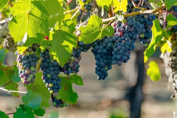 Concord_Grapes_Plant_Hybrid_Grafted_+_Vietnam_Malta_Mosambi1.5-3_Ft_Height_Healthy_Super_Yielding_Early_Fruting_Grapes_Fruit_Plant'_For_Home_Garden_Combo_2