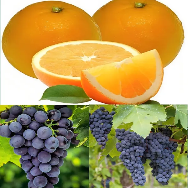 Concord_Grapes_Plant_Hybrid_Grafted_+_Vietnam_Malta_Mosambi1.5-3_Ft_Height_Healthy_Super_Yielding_Early_Fruting_Grapes_Fruit_Plant'_For_Home_Garden_Combo_2