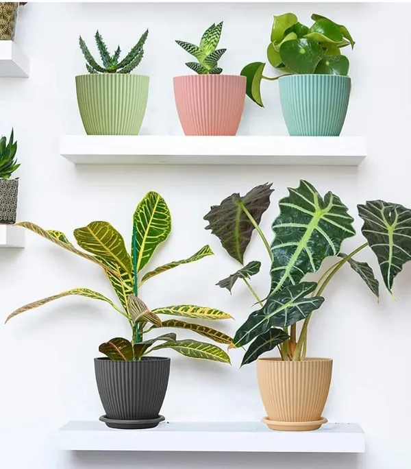 Pack_Of_5_Plastic_Outdoor_Indoor_Planters_Pots_With_Drainage_Hole_And_Tray_Saucer