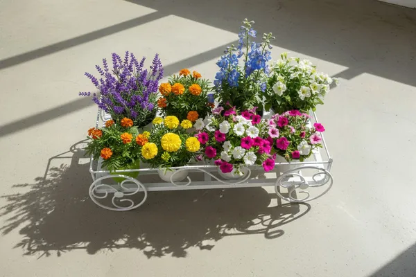 White_Metal_Rectangular_Stands__|_For_Indoor_And_Outdoor_Plants_|_With_Moving_Wheels_|_Size:(60_L_X_20_W_X_17_H_Cm)