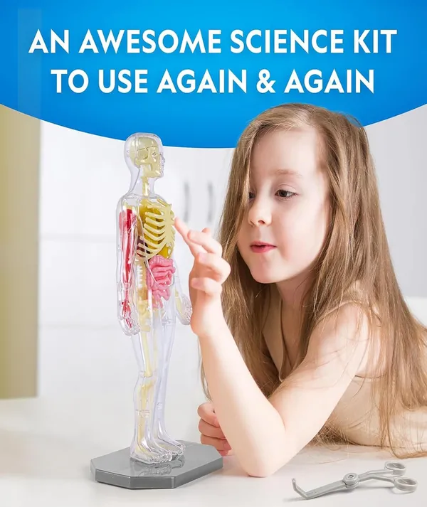 3D_Human_Anatomy_Model_Kit_–_29_Pieces_Educational_Toy_with_Removable_Organs_and_Skeleton_for_Kids_and_Students