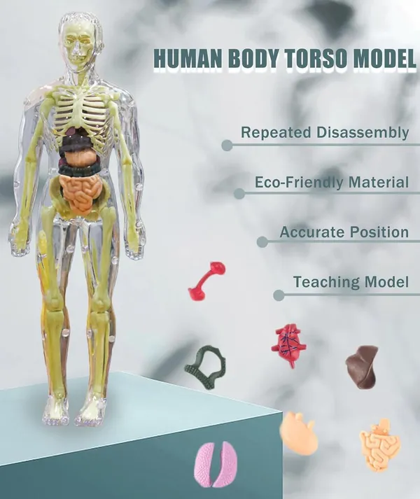 3D_Human_Anatomy_Model_Kit_–_29_Pieces_Educational_Toy_with_Removable_Organs_and_Skeleton_for_Kids_and_Students