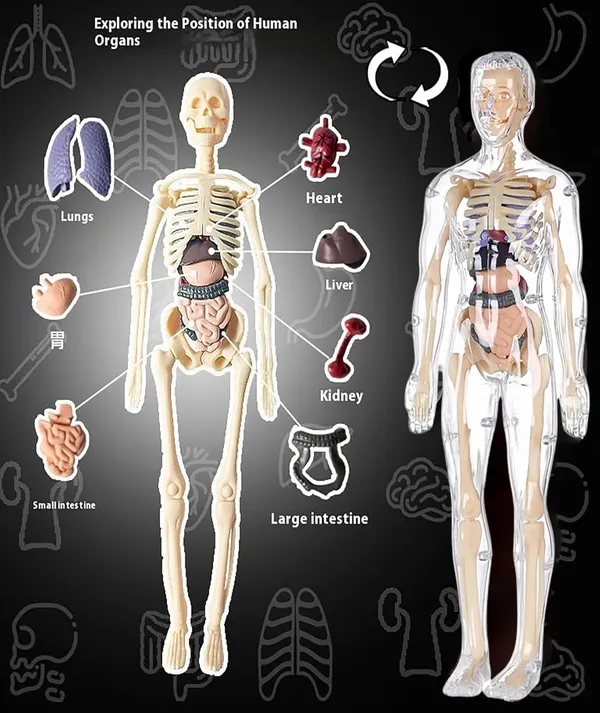 3D_Human_Anatomy_Model_Kit_–_29_Pieces_Educational_Toy_with_Removable_Organs_and_Skeleton_for_Kids_and_Students