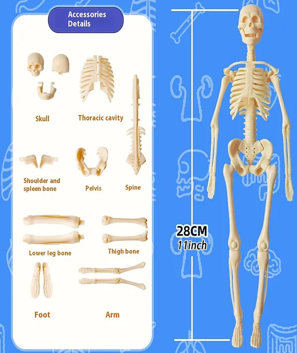 3D_Human_Anatomy_Model_Kit_–_29_Pieces_Educational_Toy_with_Removable_Organs_and_Skeleton_for_Kids_and_Students
