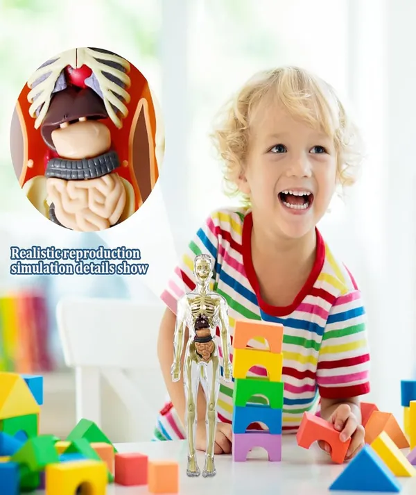3D_Human_Anatomy_Model_Kit_–_29_Pieces_Educational_Toy_with_Removable_Organs_and_Skeleton_for_Kids_and_Students