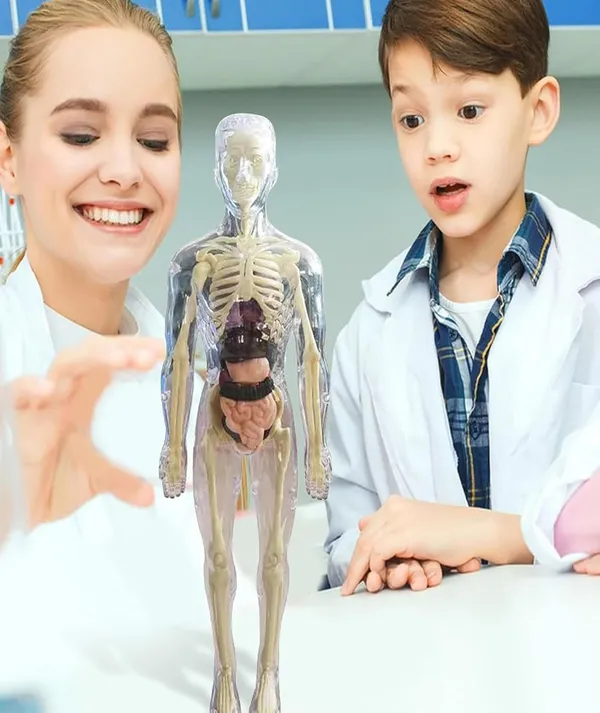 3D_Human_Anatomy_Model_Kit_–_29_Pieces_Educational_Toy_with_Removable_Organs_and_Skeleton_for_Kids_and_Students