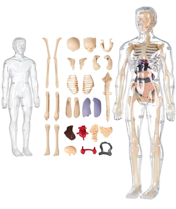 3D_Human_Anatomy_Model_Kit_–_29_Pieces_Educational_Toy_with_Removable_Organs_and_Skeleton_for_Kids_and_Students