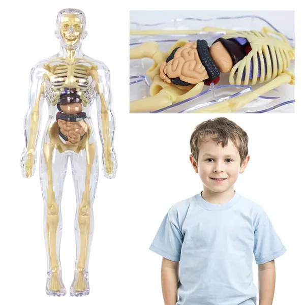 Human_Body_Model_For_Kids,_Toys_For_6+_Year_Kids